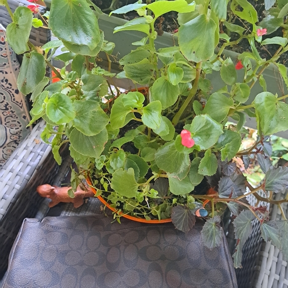 🎁 NEW COACH AVA SIGNATURE Shoulder Bag with Gold Chains/Hardware - Picture 13 of 14